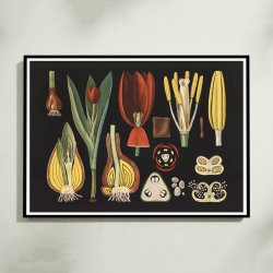 Havetulipan 1909 - Botanik