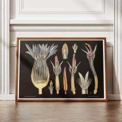 Kornblomst 1909 - Botanik