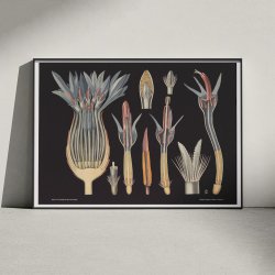 Kornblomst 1909 - Botanik