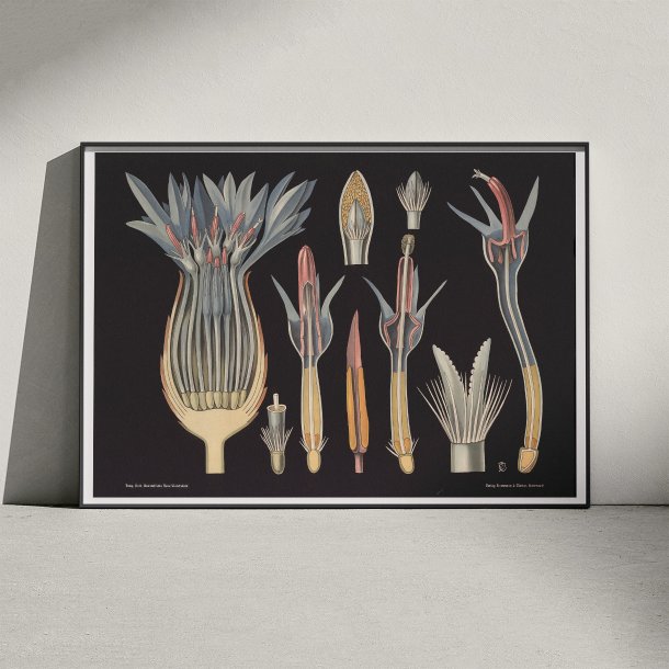 Kornblomst 1909 - Botanik