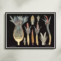 Kornblomst 1909 - Botanik