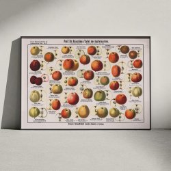 blesorter 1909 - Raschkes tavle