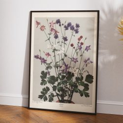 Akeleje 1910 - Botanik