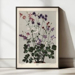 Akeleje 1910 - Botanik