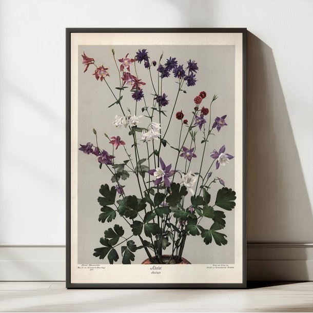 Akeleje 1910 - Botanik