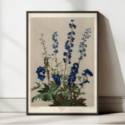 Ridderspore 1910 - Botanik