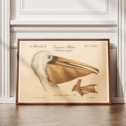 Pelikanhoved 1870 - Zoologi