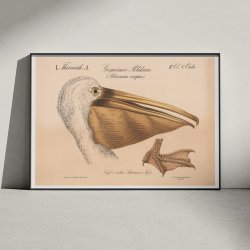 Pelikanhoved 1870 - Zoologi