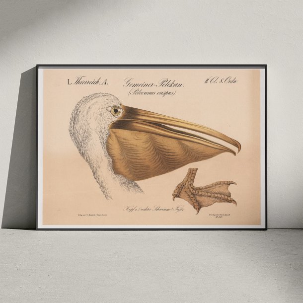 Pelikanhoved 1870 - Zoologi