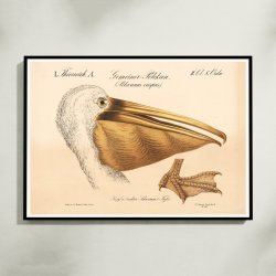 Pelikanhoved 1870 - Zoologi