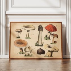 Svampe 1879 - Botanik