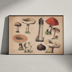 Svampe 1879 - Botanik