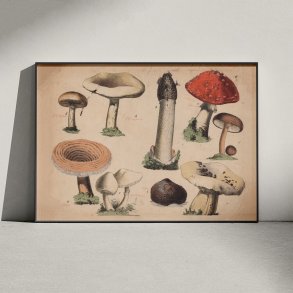 Svampe 1879 - Botanik