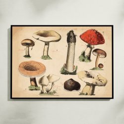 Svampe 1879 - Botanik