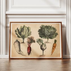 Kl, gulerod, rdbede 1879 - Biologi &amp; botanik