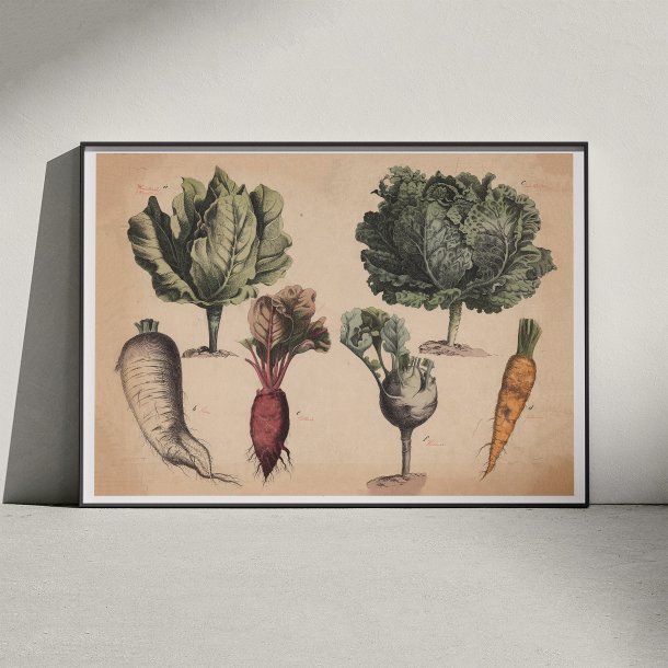 Kl, gulerod, rdbede 1879 - Biologi &amp; botanik