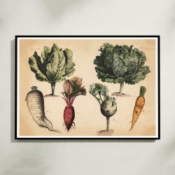 Kl, gulerod, rdbede 1879 - Biologi &amp; botanik