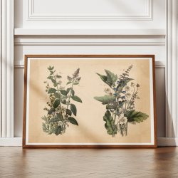 Krydderurter 1879 - Botanik