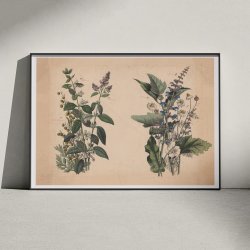 Krydderurter 1879 - Botanik