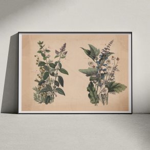 Krydderurter 1879 - Botanik