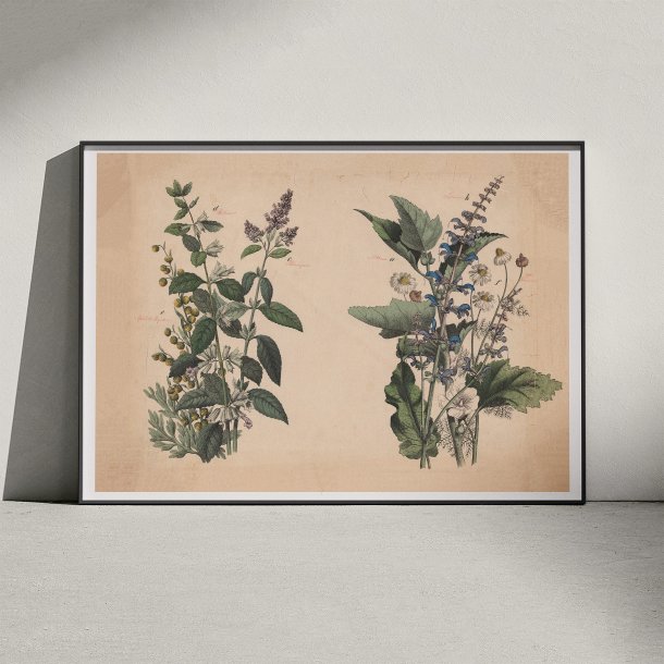 Krydderurter 1879 - Botanik