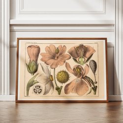 Blomstens bygning 1879 - Biologi &amp; botanik