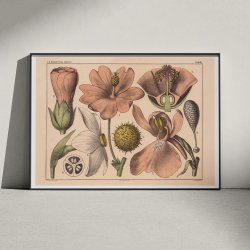 Blomstens bygning 1879 - Biologi &amp; botanik