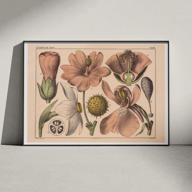 Blomstens bygning 1879 - Biologi &amp; botanik