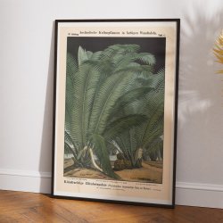 Elfenbenspalme 1880 - Botanik