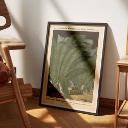 Elfenbenspalme 1880 - Botanik