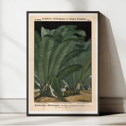 Elfenbenspalme 1880 - Botanik