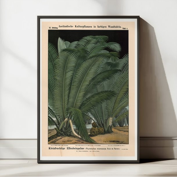 Elfenbenspalme 1880 - Botanik