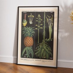 Ananas &amp; agave 1880 - Botanik