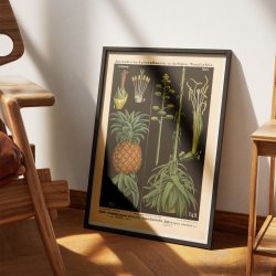 Ananas &amp; agave 1880 - Botanik