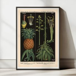 Ananas &amp; agave 1880 - Botanik
