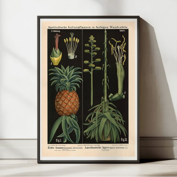 Ananas &amp; agave 1880 - Botanik