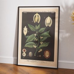 Muskatnd 1880 - Botanik