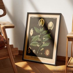 Muskatnd 1880 - Botanik