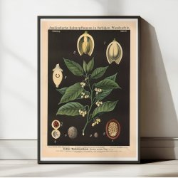 Muskatnd 1880 - Botanik