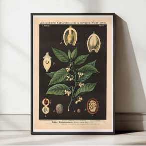 Muskatnd 1880 - Botanik