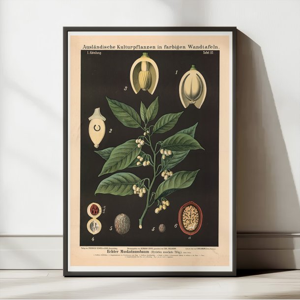 Muskatnd 1880 - Botanik