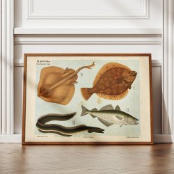 Bldfinnede fisk 1881 - Zoologi