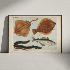 Bldfinnede fisk 1881 - Zoologi