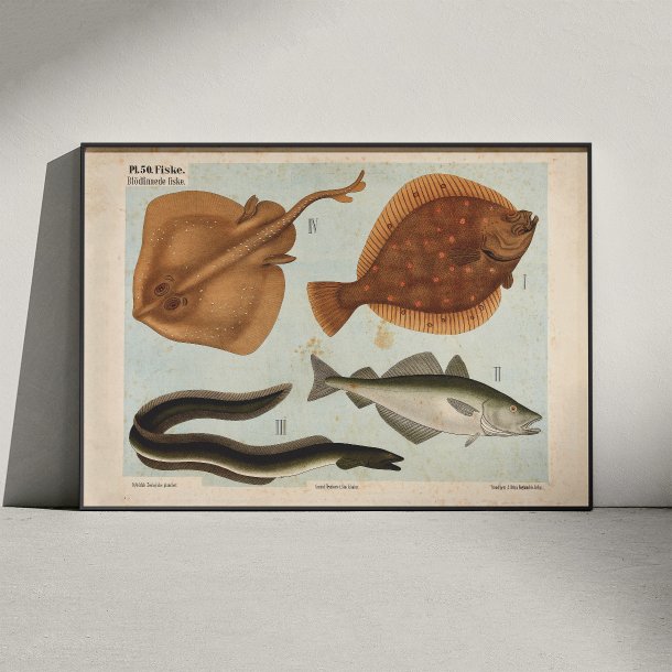 Bldfinnede fisk 1881 - Zoologi