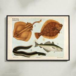 Bldfinnede fisk 1881 - Zoologi