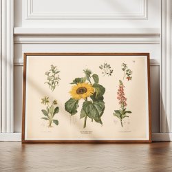 Forglemmigej, blbr m.fl. 1889 - Biologi &amp; botanik