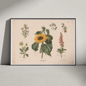 Forglemmigej, blbr m.fl. 1889 - Biologi & botanik