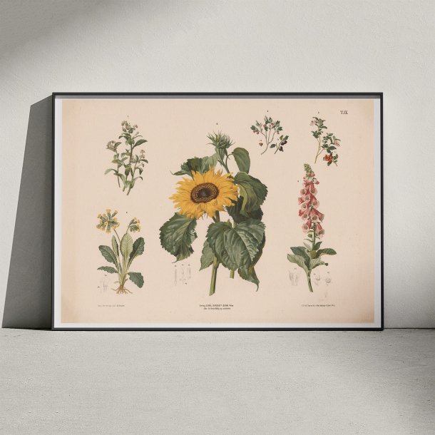 Forglemmigej, blbr m.fl. 1889 - Biologi &amp; botanik