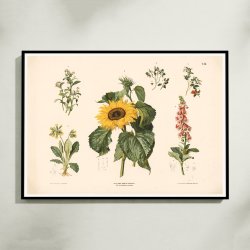 Forglemmigej, blbr m.fl. 1889 - Biologi &amp; botanik