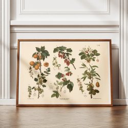 Abrikos, ribs, hindbr m.fl. 1889 - Biologi &amp; botanik